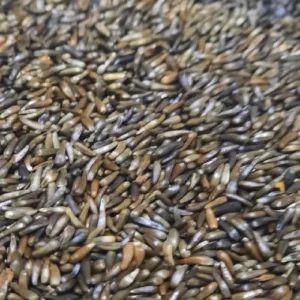 Нуг Обисийский NIGER SEEDS 400 гр